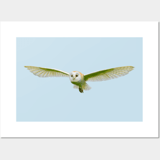 Barn owl Posters and Art